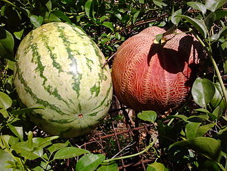 How to Grow Melon