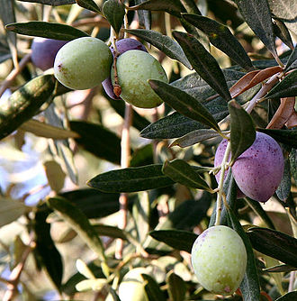 How to Grow Olives