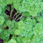 Growing Parsley - How to Grow Parsley