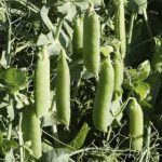 Growing Peas - How to Grow Peas