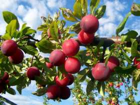 How to Grow Plums
