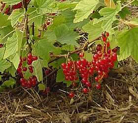 How to Grow Redcurrents