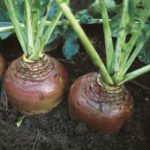 Growing Swedes (Swedish Turnip) - How to Grow Swedes