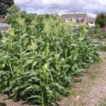 Growing Sweetcorn - How to Grow Sweetcorn