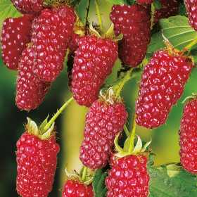 How to Grow Tayberries