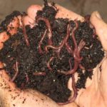 Worm Composting & Farming