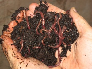 Worm Composting