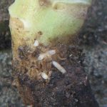 About & Controlling Cabbage Root Fly - Delia radicum brassicae