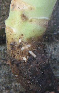 Cabbage Root Fly Maggots