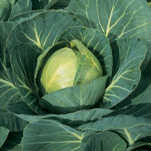 Cabbage Type Minicole
