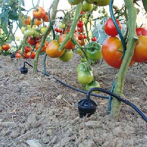 Greenhouse Watering Drip System