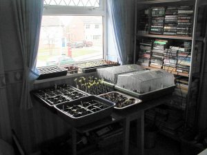 Indoor Seedlings