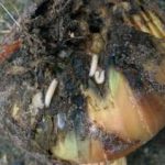 Onion Pests, Diseases & Problems