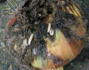 Onion Fly Maggots