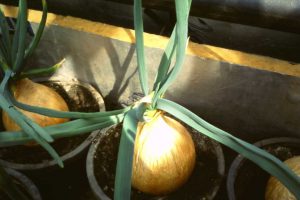 Kelsea Onions Growing