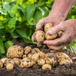 Potato Fertiliser Program Program & (NPK) Requirements