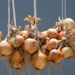 Harvesting and Storing Onions & Shallots