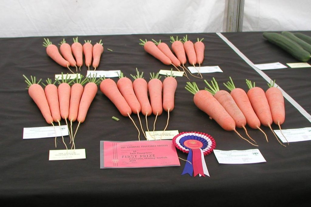Stump Rooted Show Carrots