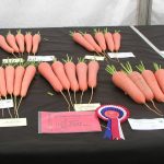 Growing Stump Rooted Carrots for Show -  Preparation