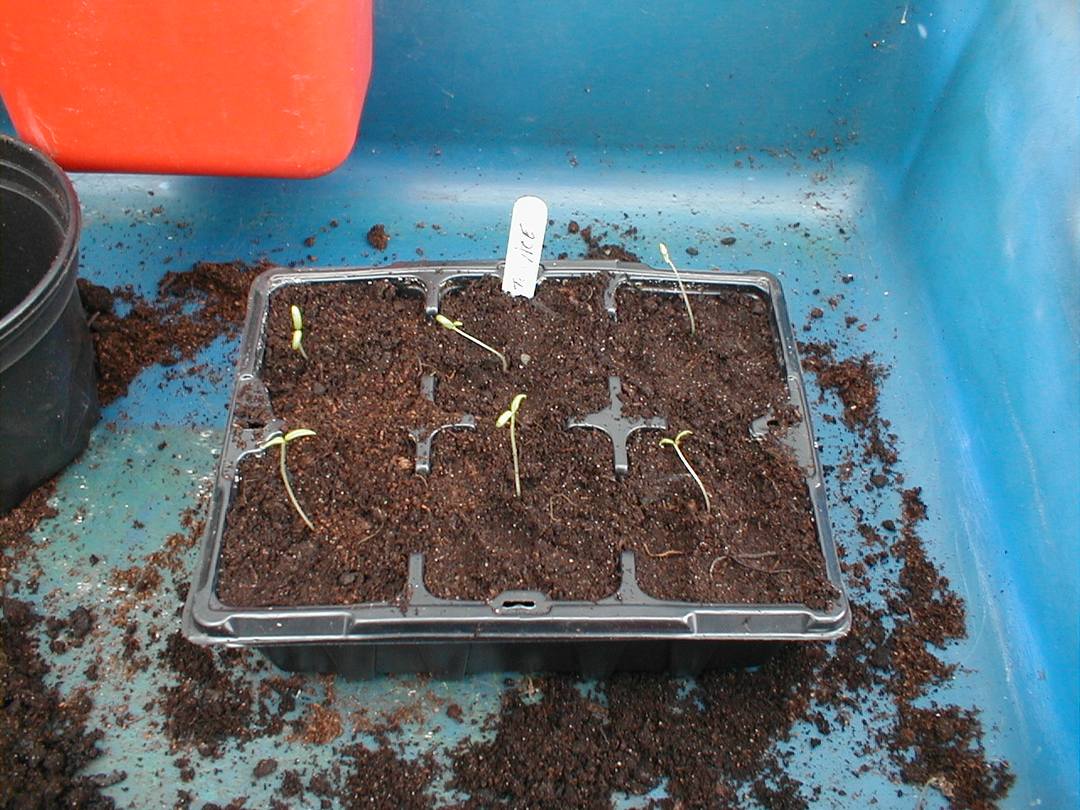 Tomato Seedlings Potted Up