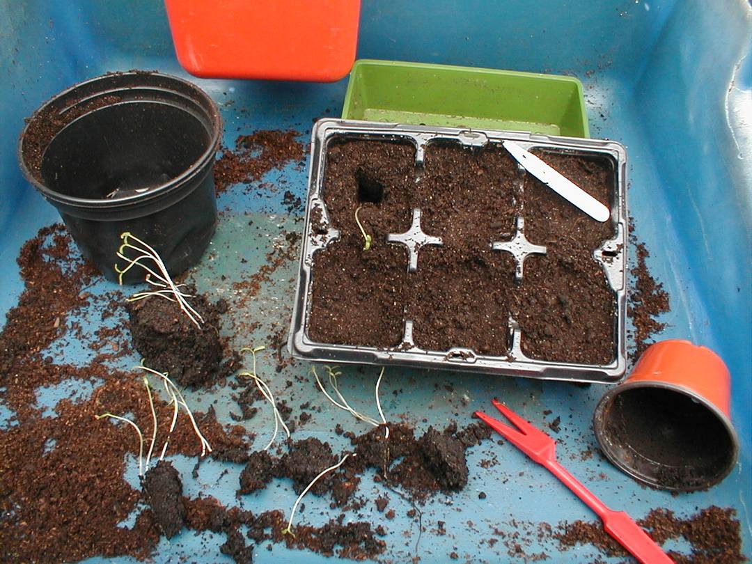 Having removed the seedlings from the pot, dib a hole into the compost and drop the seedling in. Select the best of the seedlings with roots undamaged. Handle very gently by the leaves to avoid damage to the stems. By planting deep the plant is encouraged to form more roots from above the old root line. 