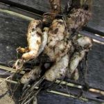 Guide to Club Root Plasmodiophora brassicae - Control Clubroot
