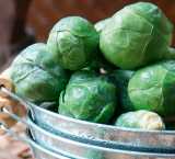 Club Root Resistant Brussels Sprout