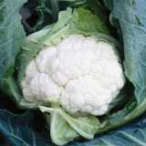 Club Root Resistant Cauliflower