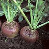 Club Root Resistant Swede
