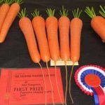 Growing Stump Rooted Carrots for Show - Cultivation to Showing