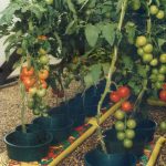 Growing Tomatoes by Ring Culture