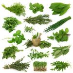 Herbs for the Allotment Edible Garden