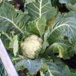 Fertiliser Requirements of Cabbages & Leafy Brassicas