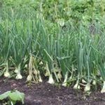 How to Grow Onions from Seed -  Allium Cepa