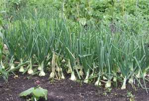 Growing Onions from Seed