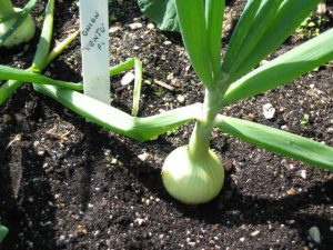 250 Gram Onion Growing