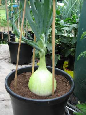 Large Onion Growing in 20 litre Pot