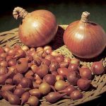How to Grow Onions from Sets - Allium Cepa