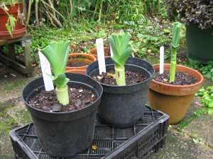 Planted Leeks - Vegetative Propagation