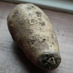 Dry Rot in Potatoes Cause Identification Prevention Control of Potato Dry Rot