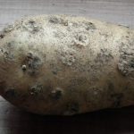 Potato Scab - Common Scab in Potatoes