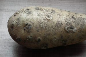 Potato Common Scab
