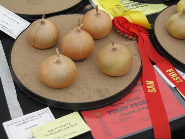 Best Onion Sites 2023