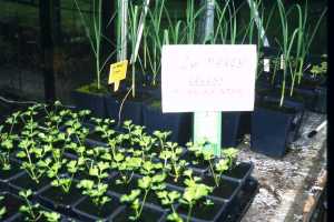 Trench Celery Seedlings