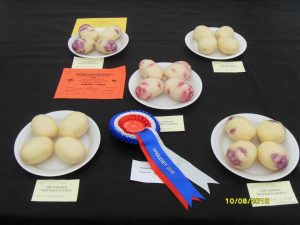Winning Potatoes at Vegetable Show