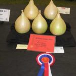 Growing Onions for Show - Cultivating Exhibition Onions