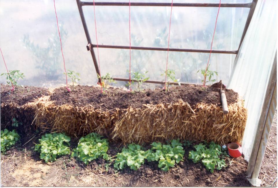 Growing Tomatoes in Straw Bales