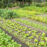 Crop Rotation – The Four Year Crop Rotation Plan