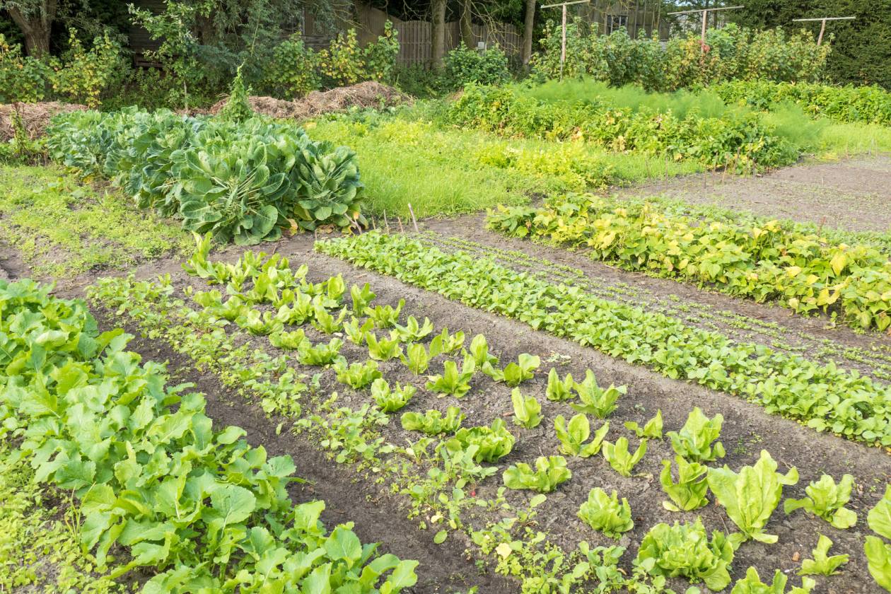 Crop Rotation Chart Vegetable Gardening