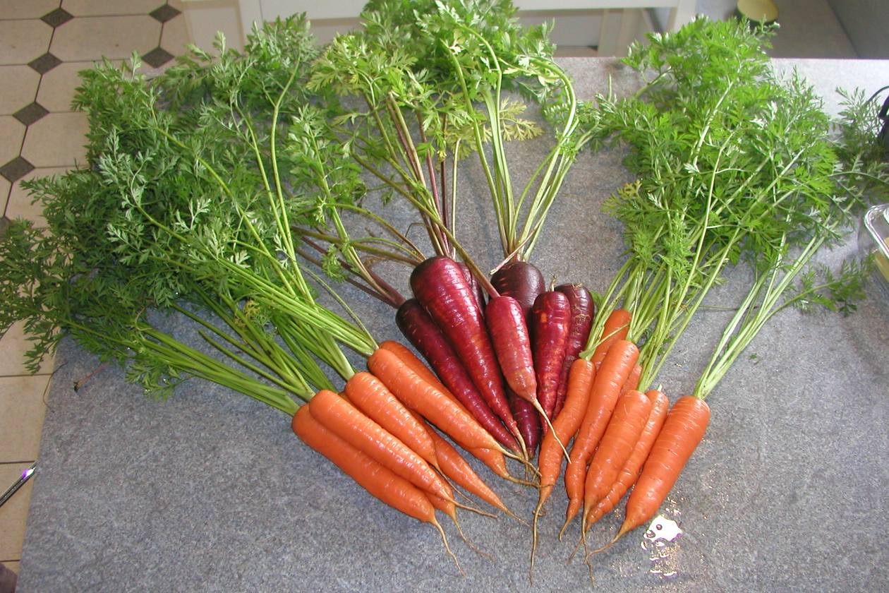 Seed Saving: Carrots | Save Your Own Carrot Seed